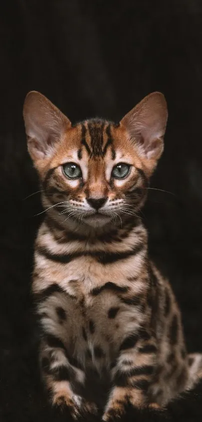 Adorable Bengal kitten with green eyes on a dark background for mobile wallpaper.