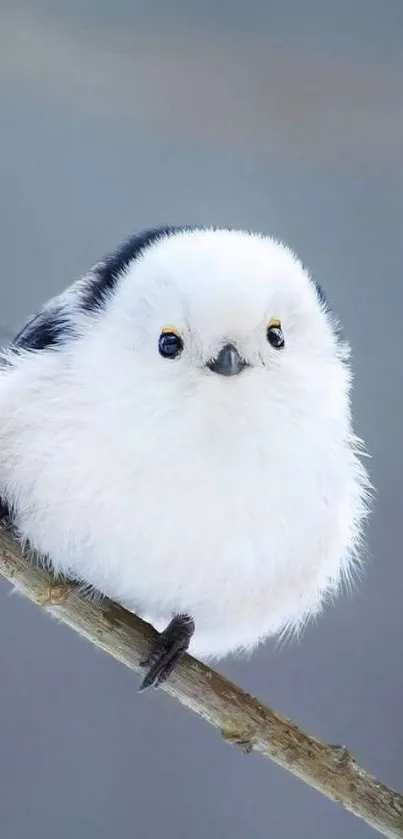 Fluffy white bird on a branch with light blue-gray background.