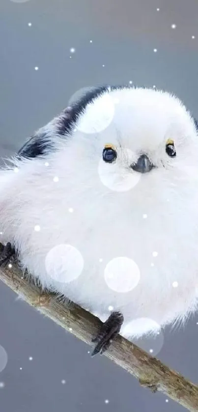 Fluffy white bird on branch with blue background.