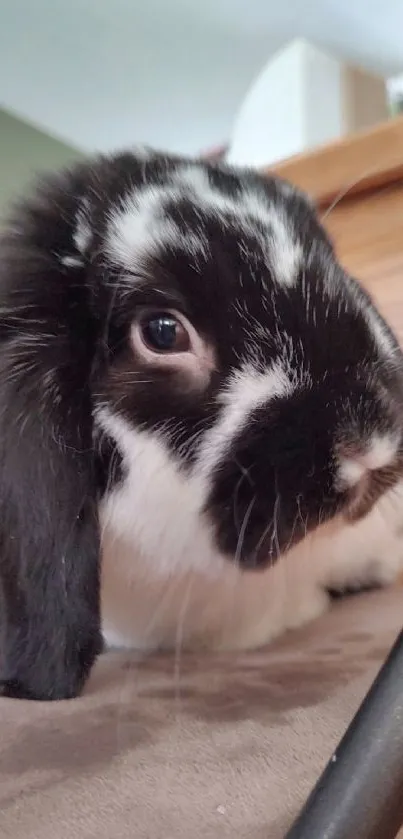 Cute black and white bunny close-up on brown surface.