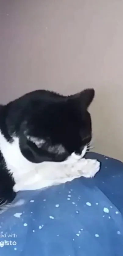 Black and white cat resting on a blue blanket, showing a peaceful vibe.