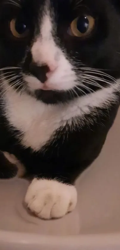 Adorable black and white cat with white paws in a bowl.