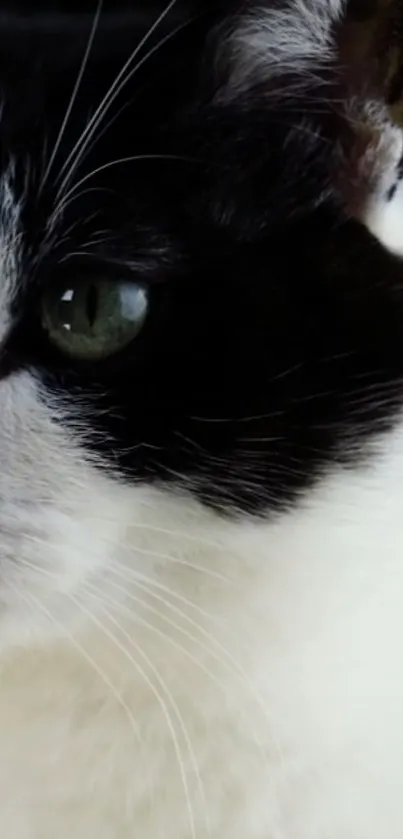 Close-up of a black and white cat with green eyes, perfect for wallpapers.