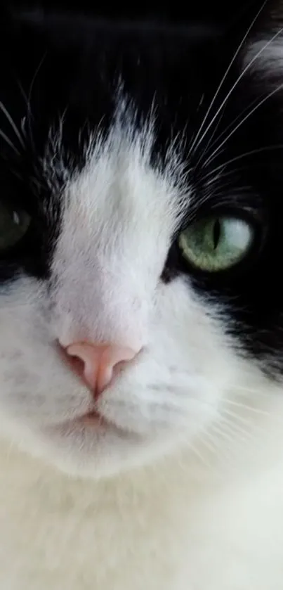 Close-up of a black and white cat with green eyes, portrait-style wallpaper.