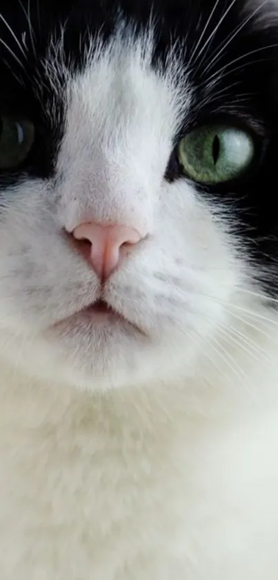 Close-up of a cute black and white cat's face, green eyes visible.