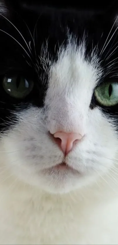 Close-up of a cute black and white cat with green eyes.