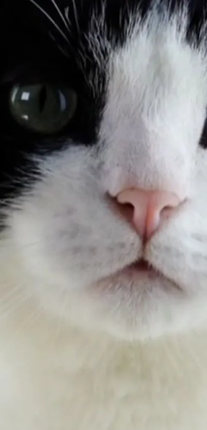 Black and white cat close-up showing detailed features and green eyes.