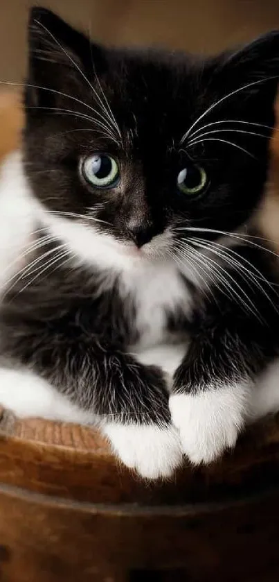 Cute black and white kitten in a wooden bucket.