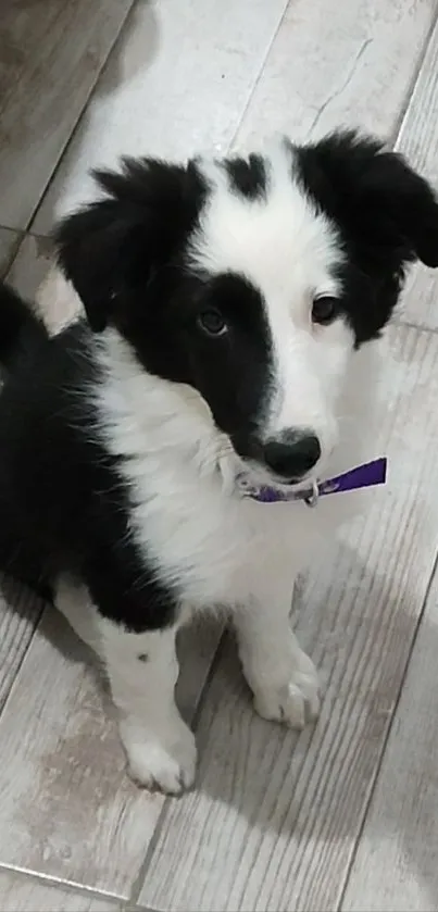 Adorable black and white puppy sitting on a wooden floor.