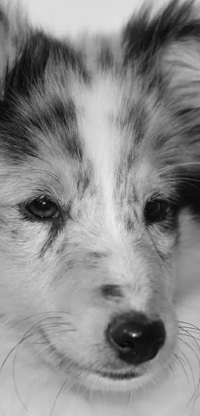 Black and white close-up of a cute puppy's face, perfect for wallpapers.