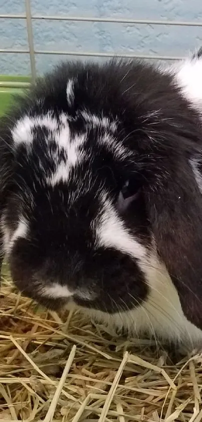 Cute black and white rabbit sitting on straw.