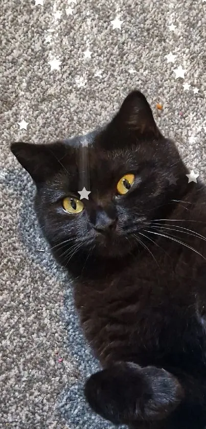 Adorable black cat laying on a carpeted floor, looking up charmingly.