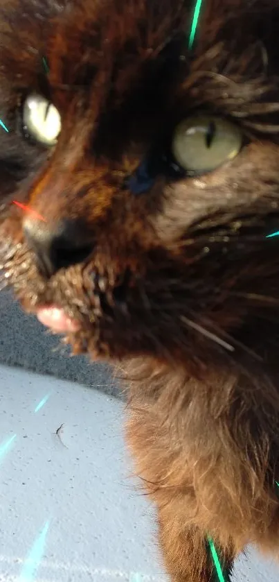 Close-up of a fluffy black cat with bright eyes on a sunny day.