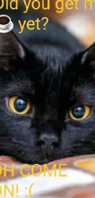 Adorable black cat with big eyes on a colorful bedspread.