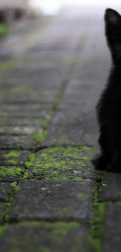 Black cat sitting on mossy pavement, close-up shot.