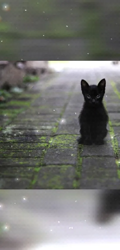 Charming black kitten on a mossy path wallpaper.