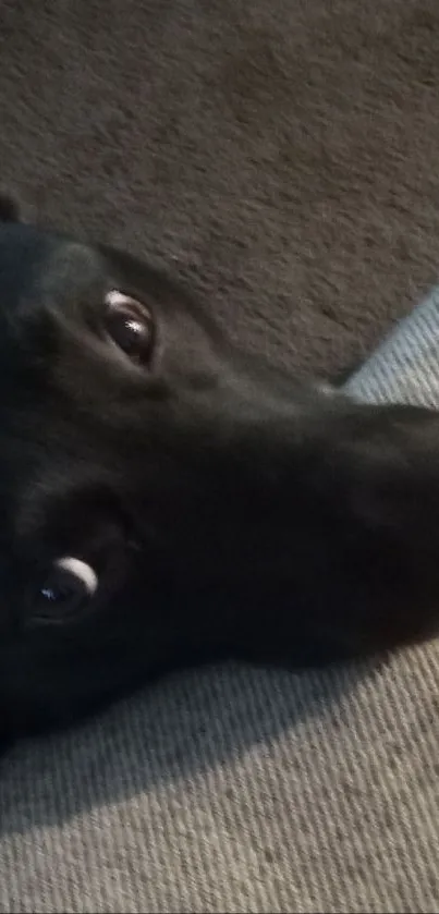 Cute black dog resting head on couch, gazing up warmly.