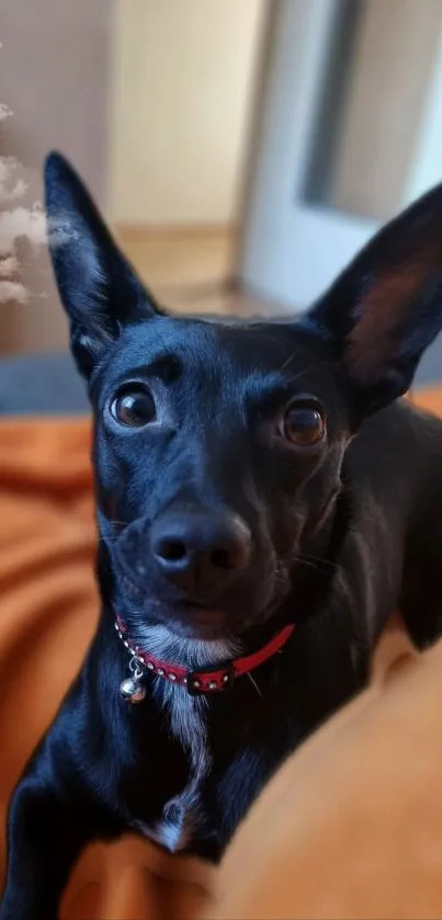 Black dog with red collar on orange blanket.