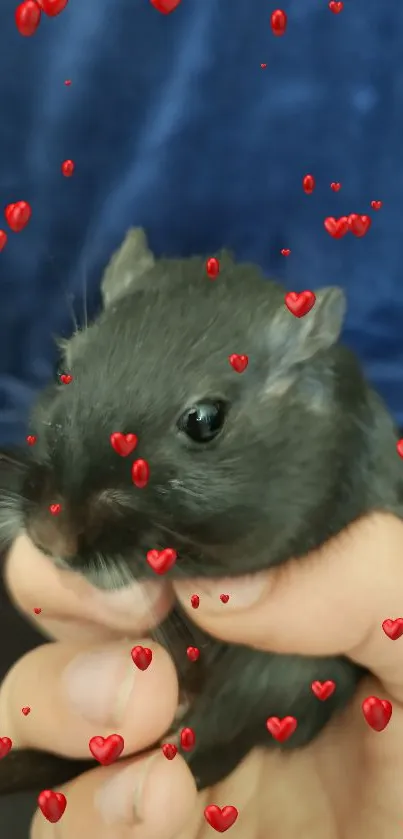 Cute black gerbil in hand with blue fabric in background.