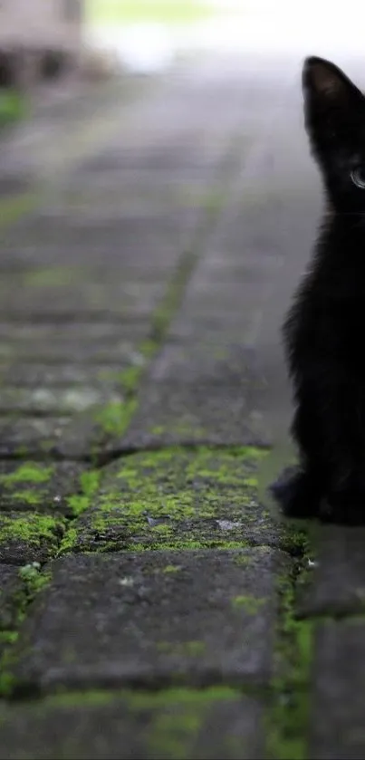 Black kitten sits on mossy gray brick path.