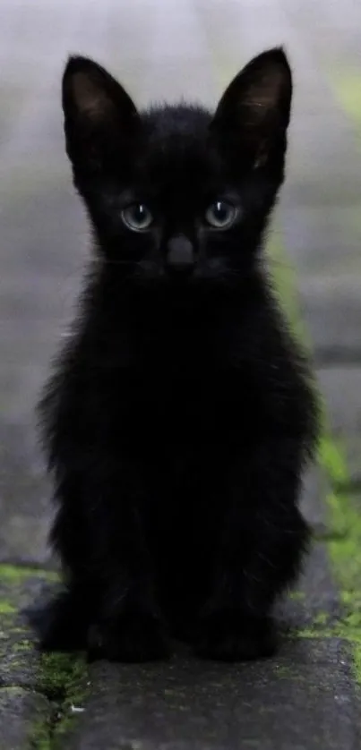 Black kitten sitting on mossy pavement.