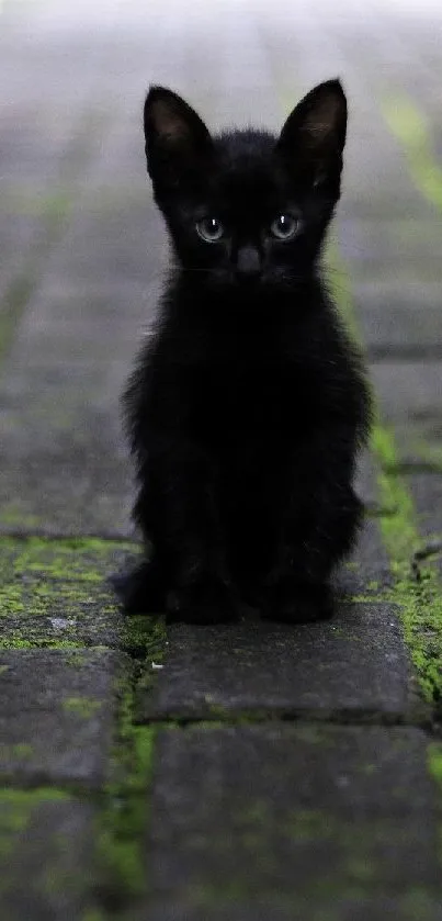 Adorable black kitten sitting on a mossy pathway outdoors.