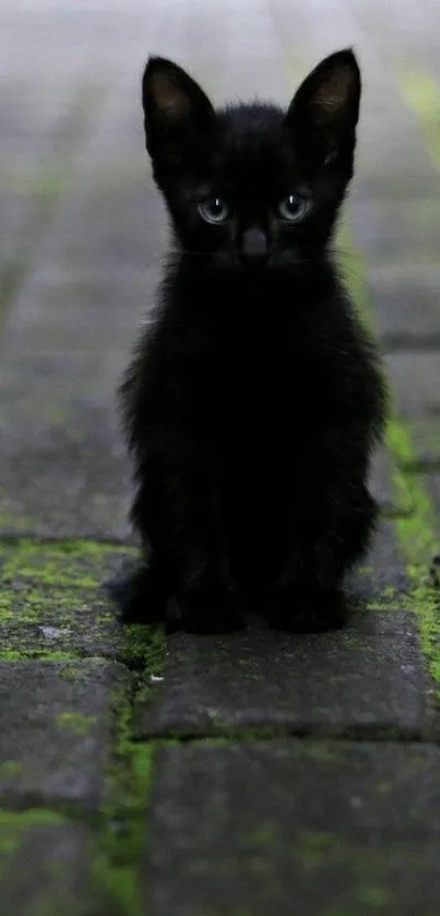 Adorable black kitten sitting on a moss-covered path.