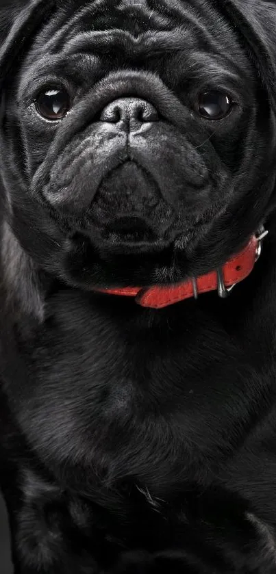 Black pug with red collar on a dark background.