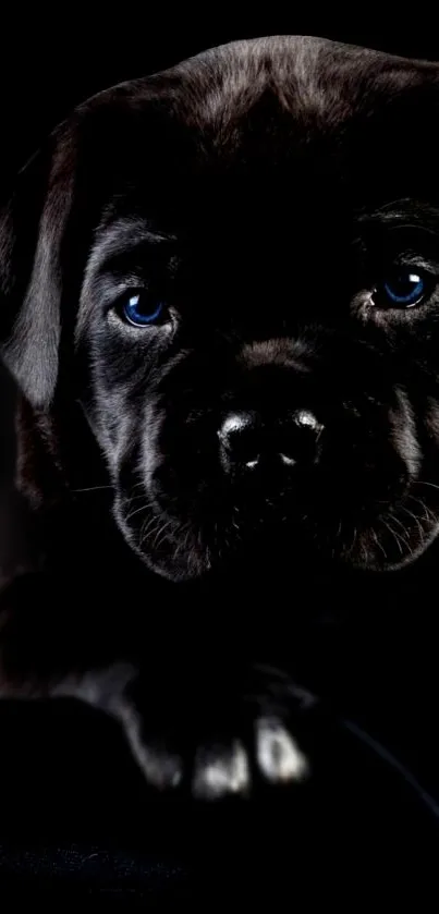 Adorable black puppy with blue eyes on a dark background.