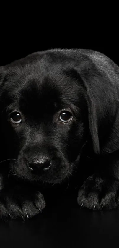 Adorable black puppy resting on dark background, ideal for mobile wallpaper.
