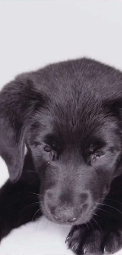 Adorable black Labrador puppy on a white background.