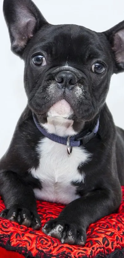 Adorable black puppy on a red cushion.