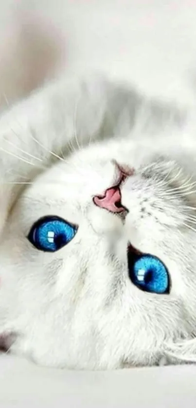 Adorable white kitten with blue eyes mobile wallpaper.