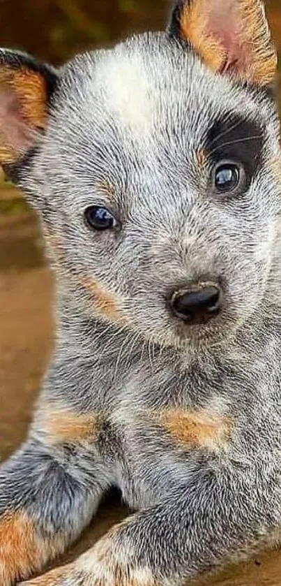 Cute Blue Heeler puppy lying on wooden surface.