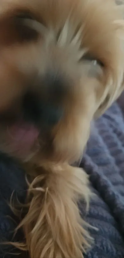 Blurry image of an adorable dog on a soft, dark fabric background.