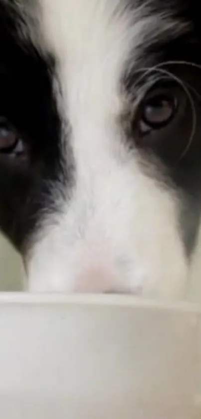 Border Collie sipping water, close up.