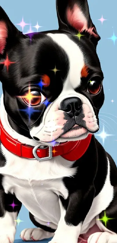 Cute Boston Terrier puppy with red collar on blue background.