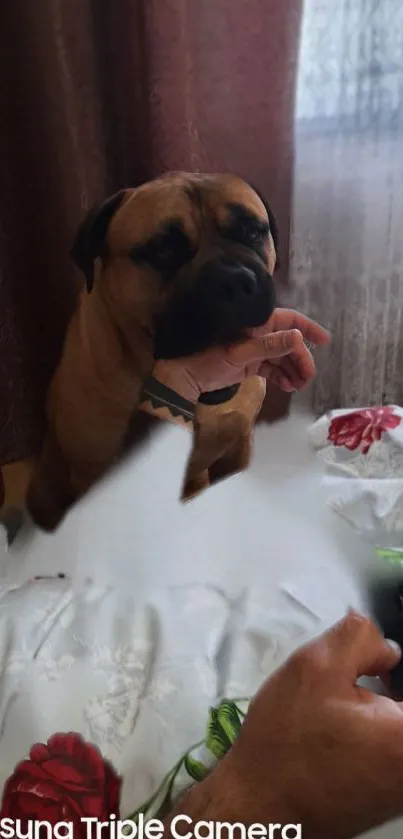 Boxer dog playfully sitting, cozy room.