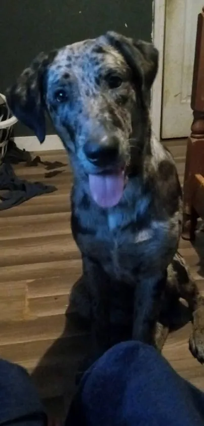 Adorable brindle dog sitting indoors with a friendly expression.