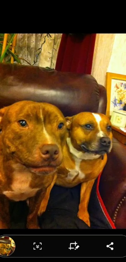 Two cute brown dogs sitting on a leather couch.