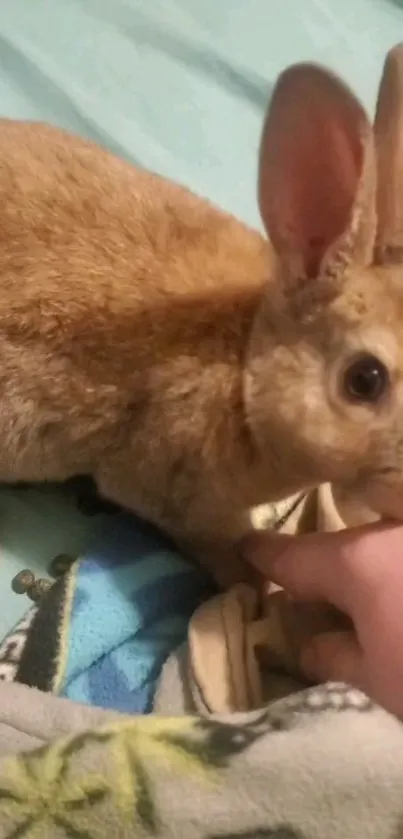 Brown rabbit on a blanket with a hand nearby.