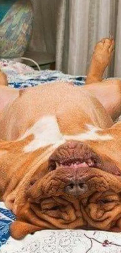 Bulldog lying on bed looking relaxed.