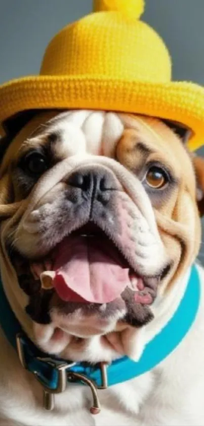Adorable bulldog wearing a yellow hat.