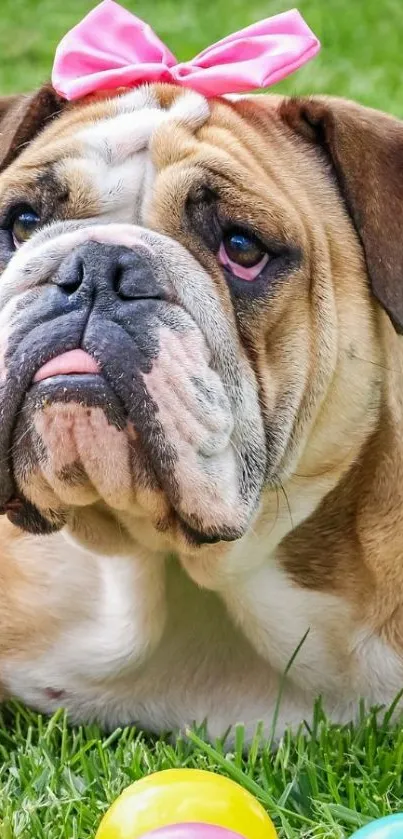 Cute bulldog with pink bow on green grass surrounded by colorful balls.