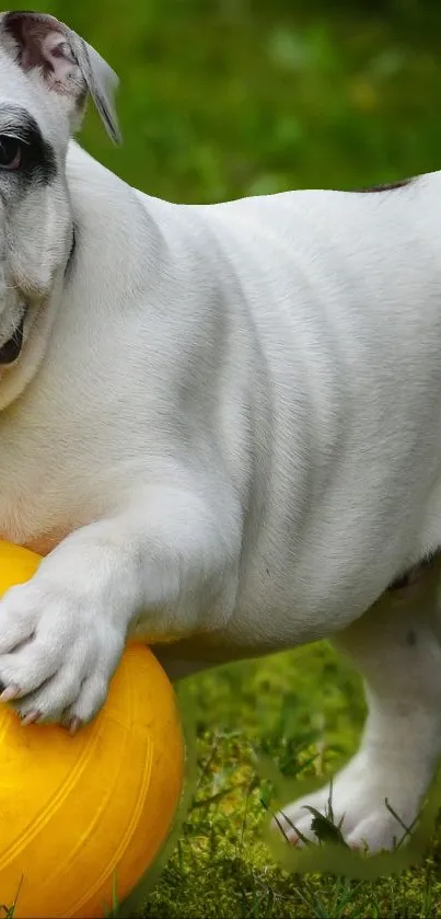 Bulldog playing with a bright yellow ball on green grass.