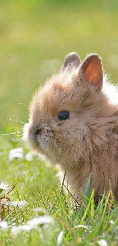 Cute bunny with Easter eggs in grass.
