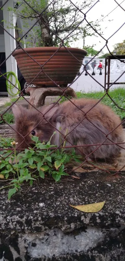 Fluffy brown bunny behind a garden fence with greenery.