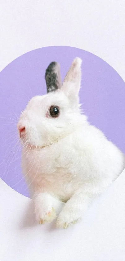 Cute white bunny set in a purple circle background.