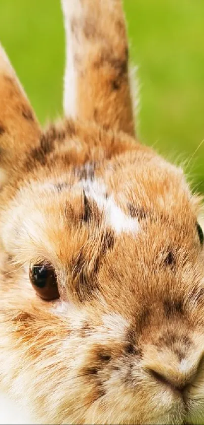 Close-up of a cute bunny with a soft green background.