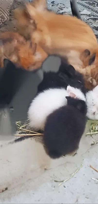 A group of fluffy bunnies cuddled together, in various colors, resting peacefully.